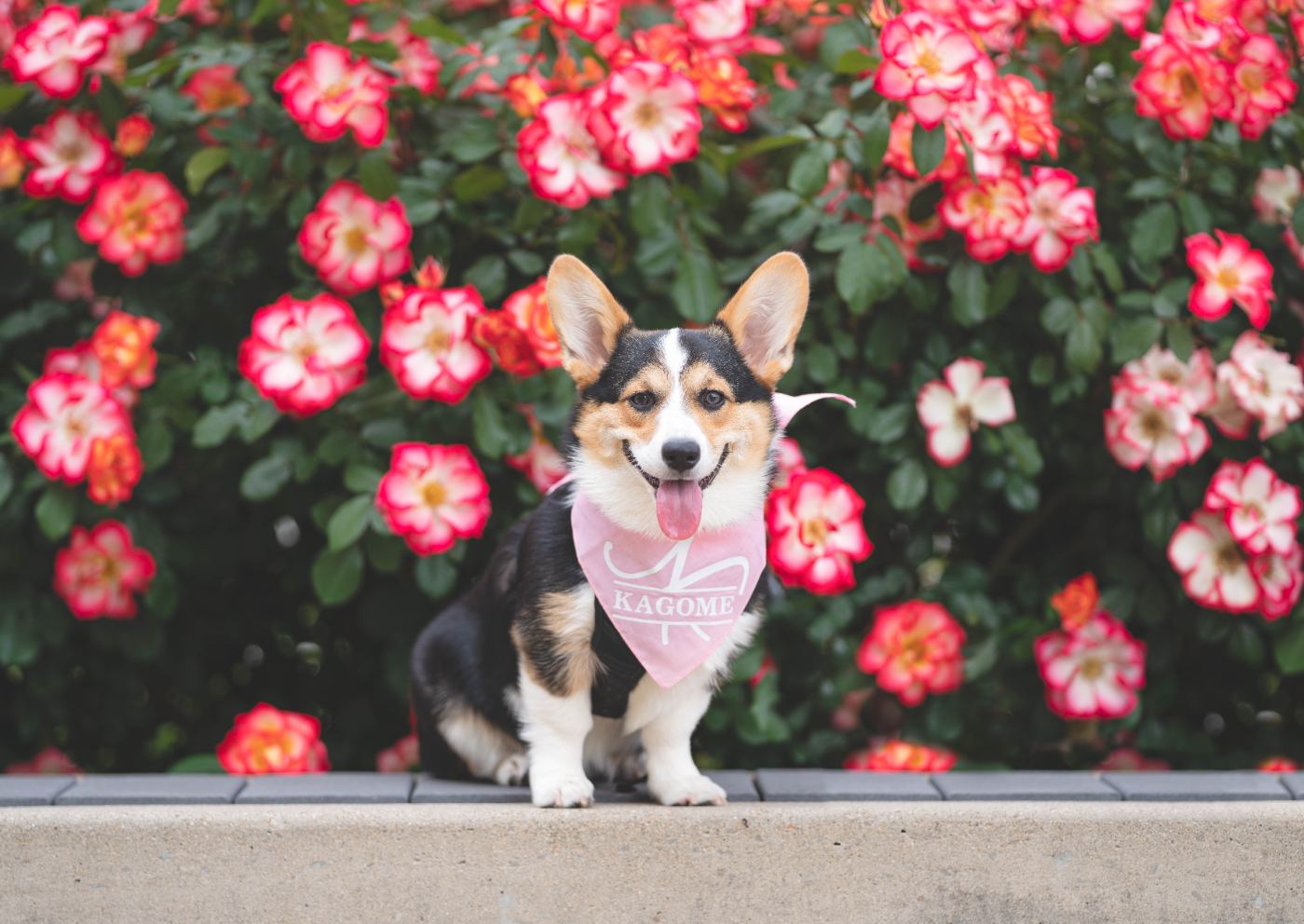 Corgi with pink bandana in front of blooming roses