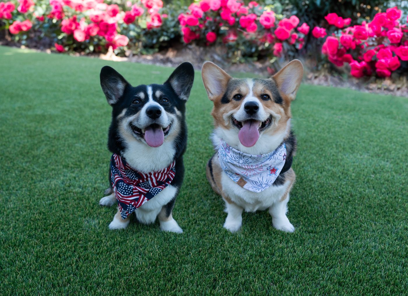 Two Corgis sitting on grass in front of roses