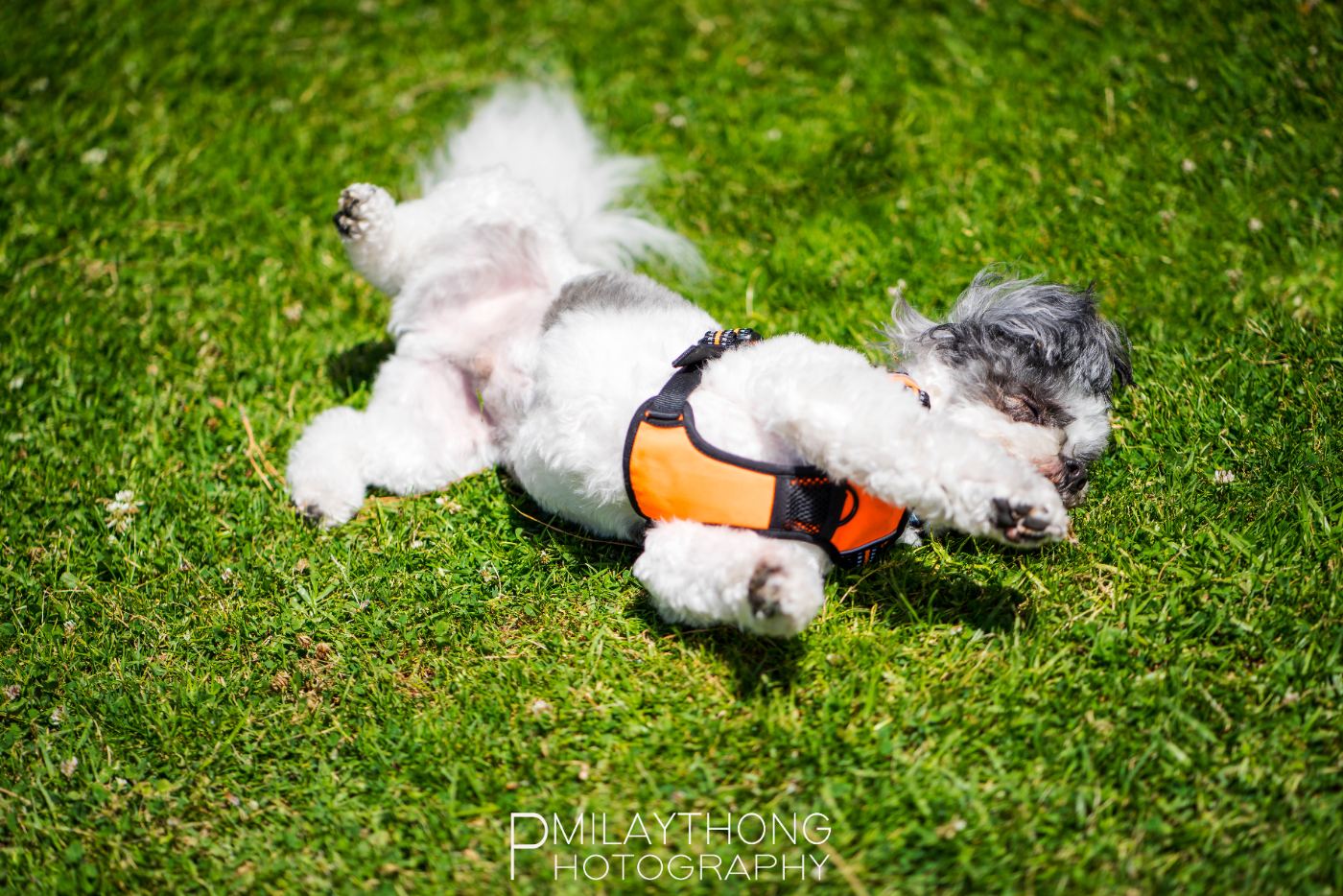 Shih Tzu rolling in the grass
