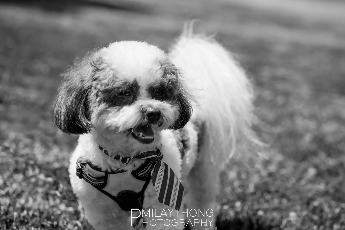 Shih Tzu black and white with striped tie