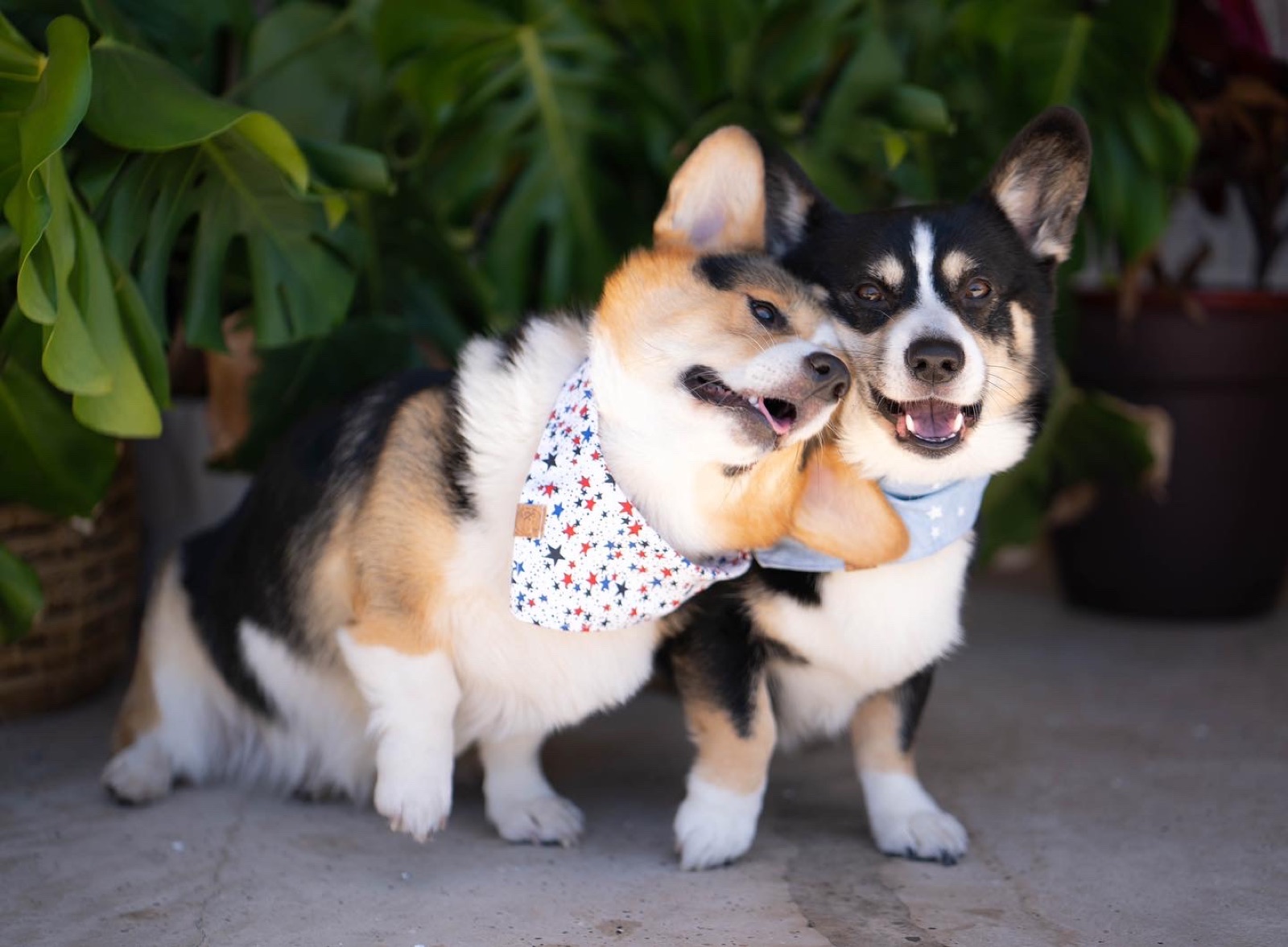 Two Corgis cheek to cheek in star-print bandanas among monstera leaves