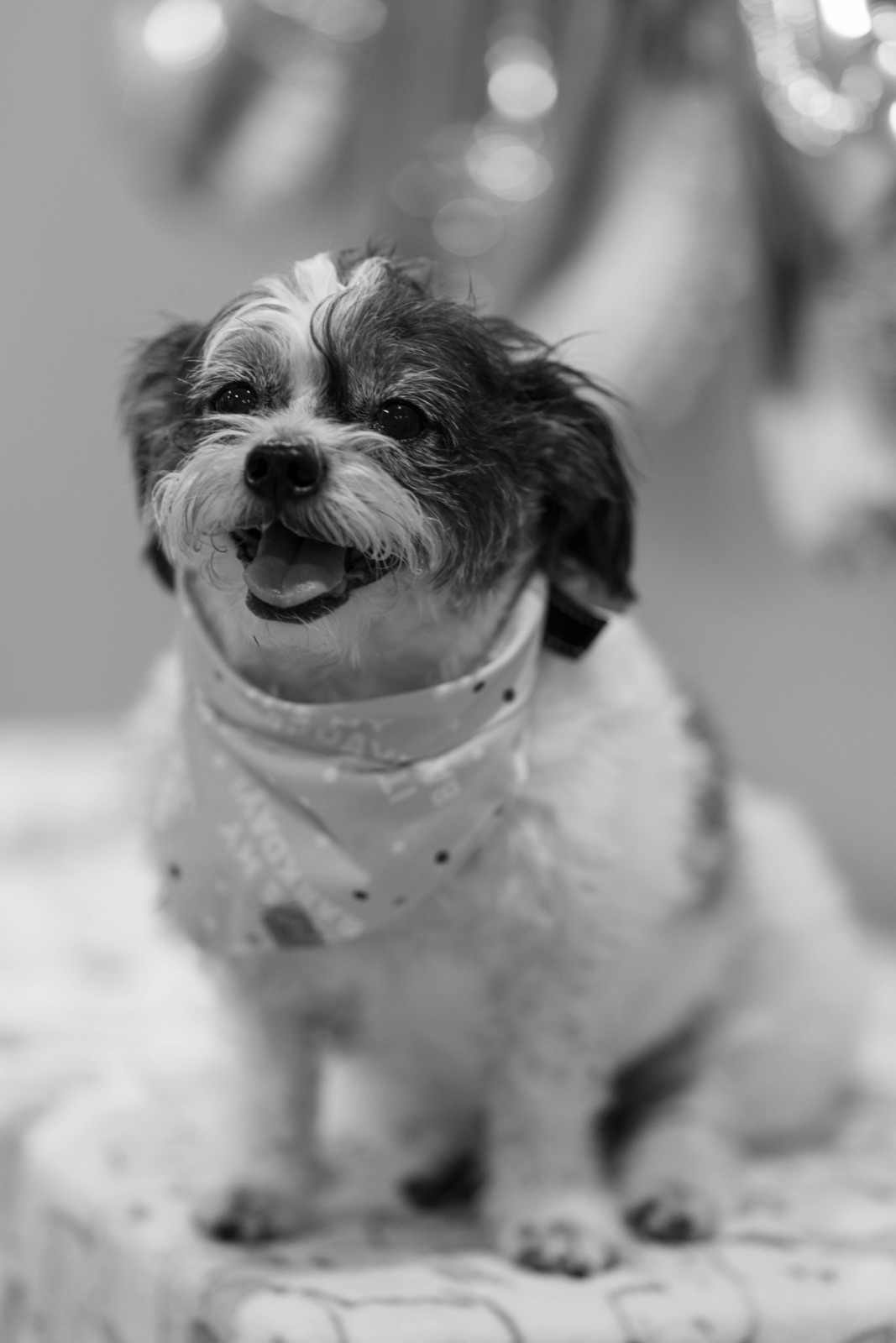 Shih Tzu in a polka-dot bandana with balloons behind, black and white