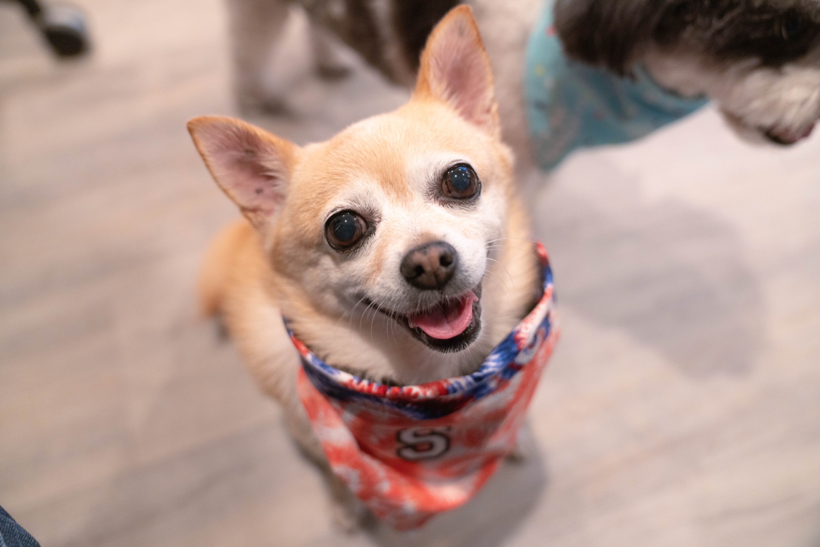 Tan Chihuahua looking up wearing a stars-and-stripes bandana