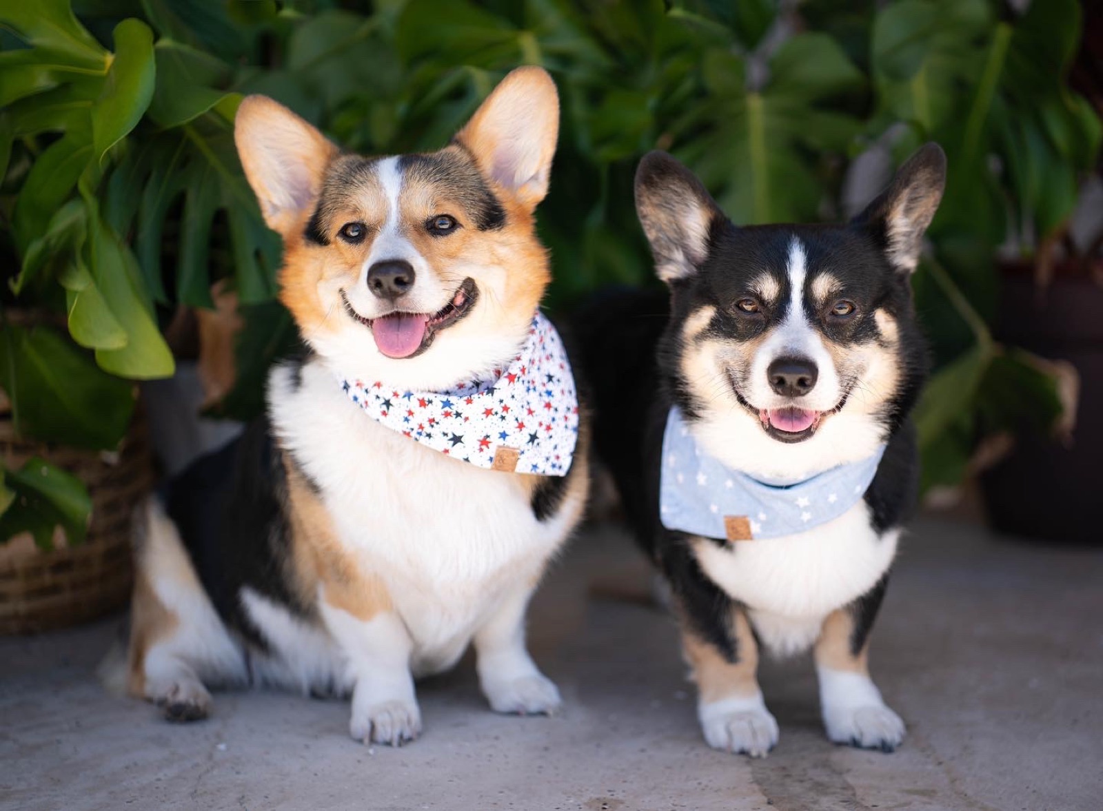 Two Corgis in star-print bandanas sitting side by side among monstera leaves