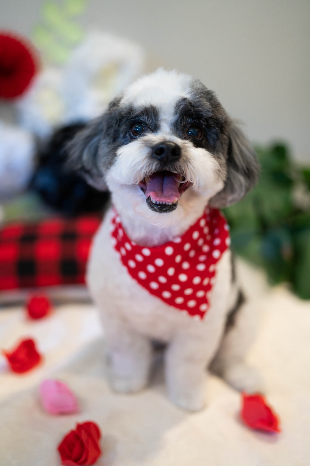 Gray and white Shih Tzu in a red polka-dot bandana among rose petals