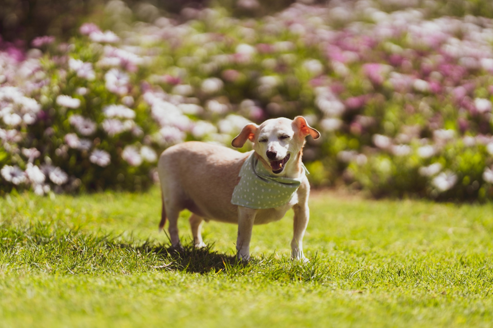 Tan terrier mix in a sage polka-dot bandana laughing in front of a flower bed