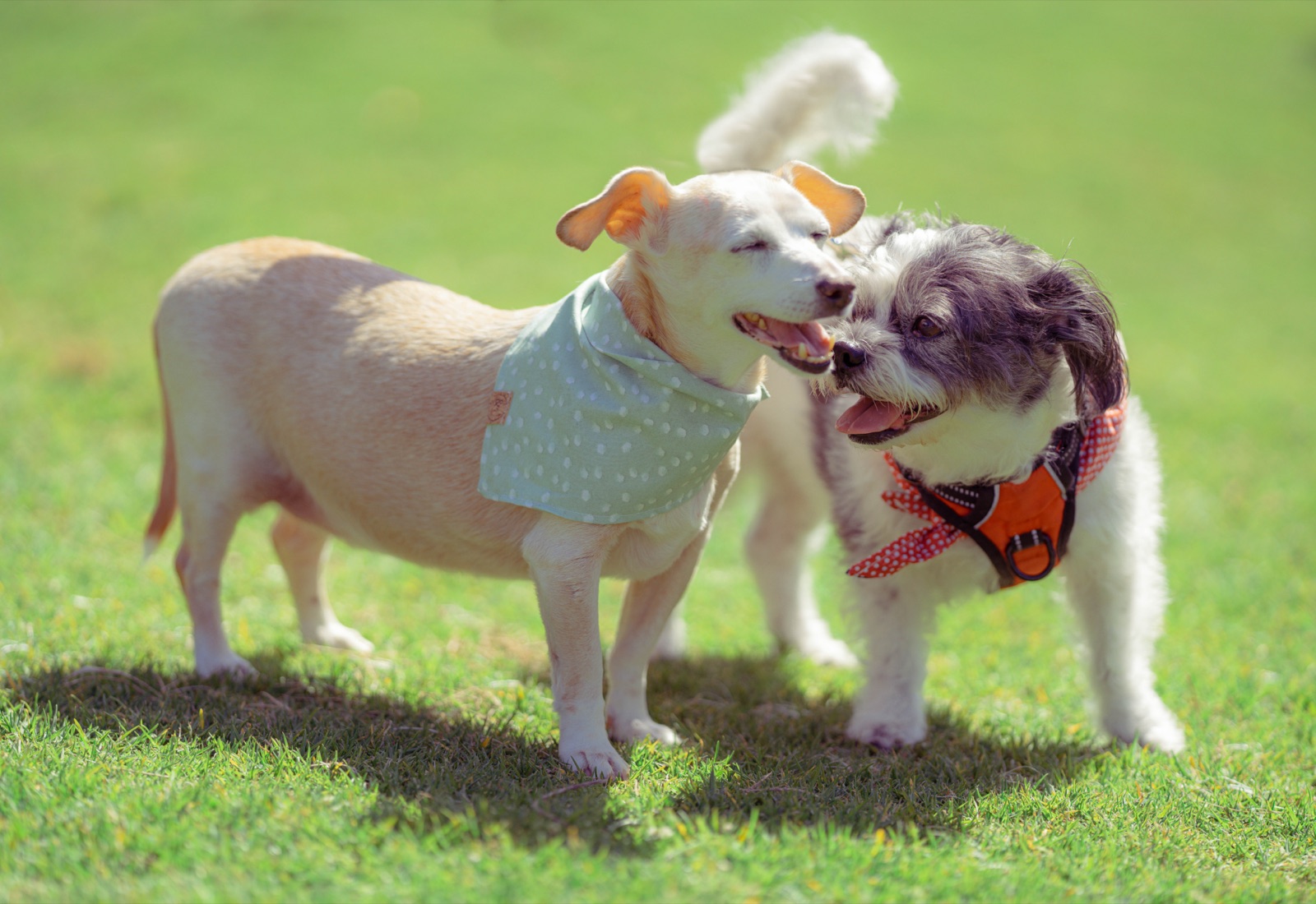 Tan terrier mix nose to nose with a gray Shih Tzu in an orange harness on the grass