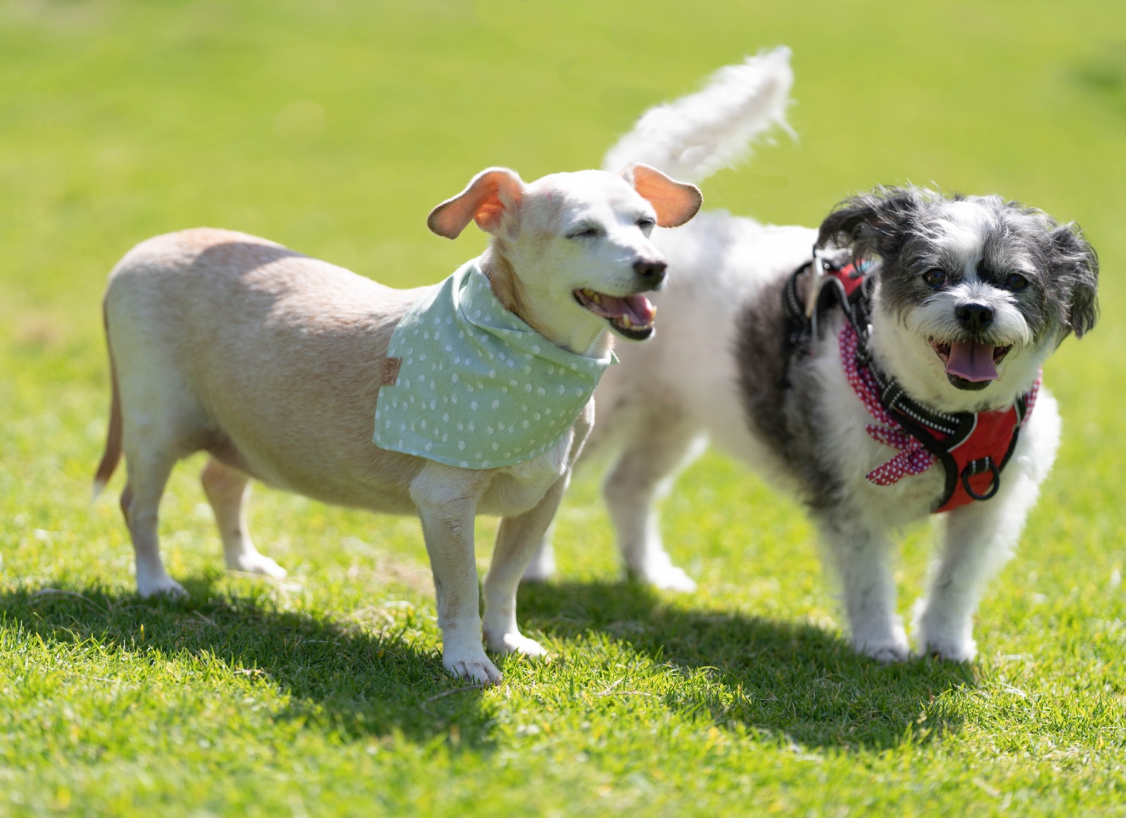 Tan terrier mix and a gray Shih Tzu standing side by side on a sunny lawn