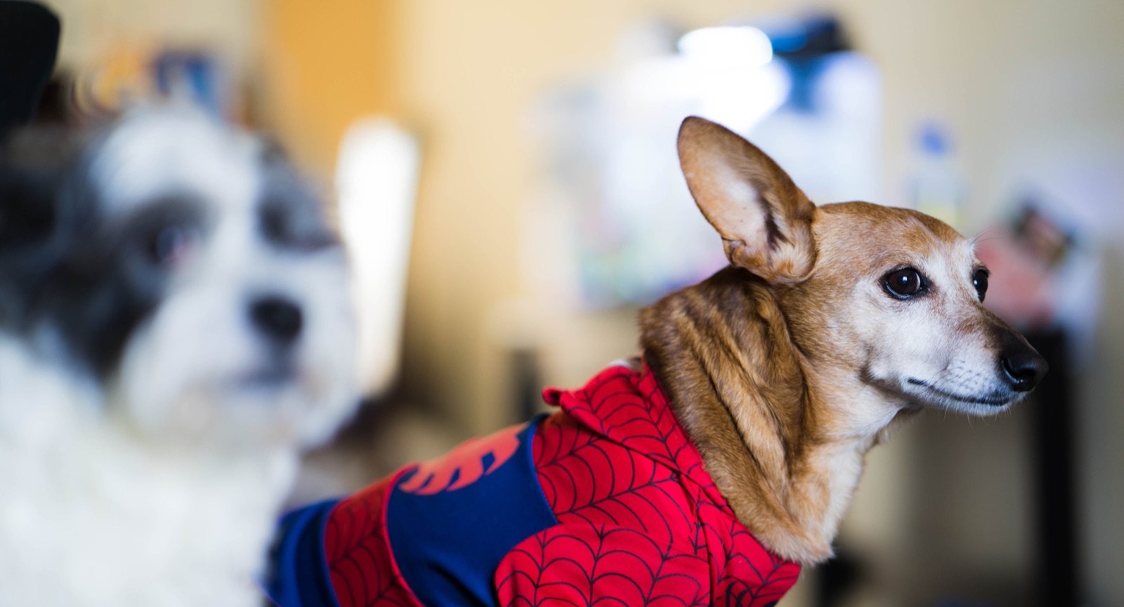 Tan Corgi mix in a Spider-Man costume in profile, with a Shih Tzu watching behind