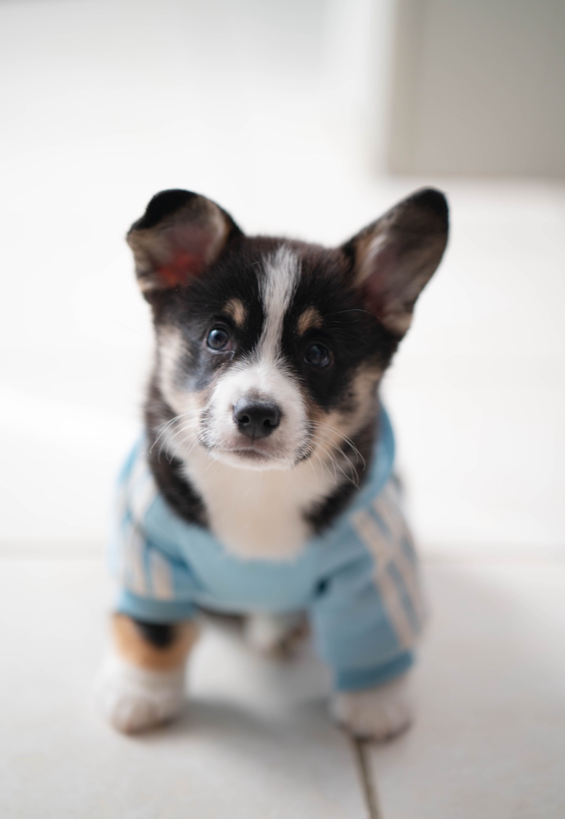 Tricolor Corgi puppy in a light blue striped hoodie looking up