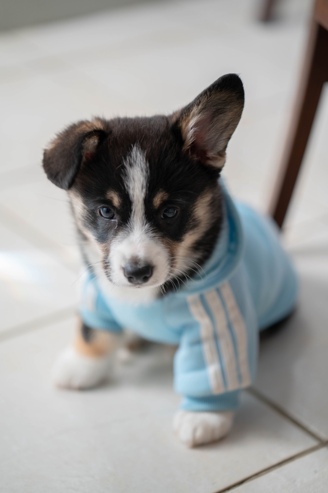 Tricolor Corgi puppy in a light blue striped hoodie on a tile floor