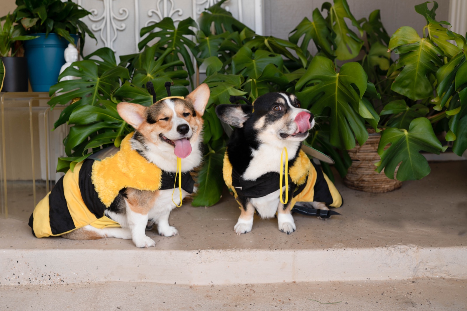 Two Corgis in bumblebee costumes sitting in front of monstera leaves