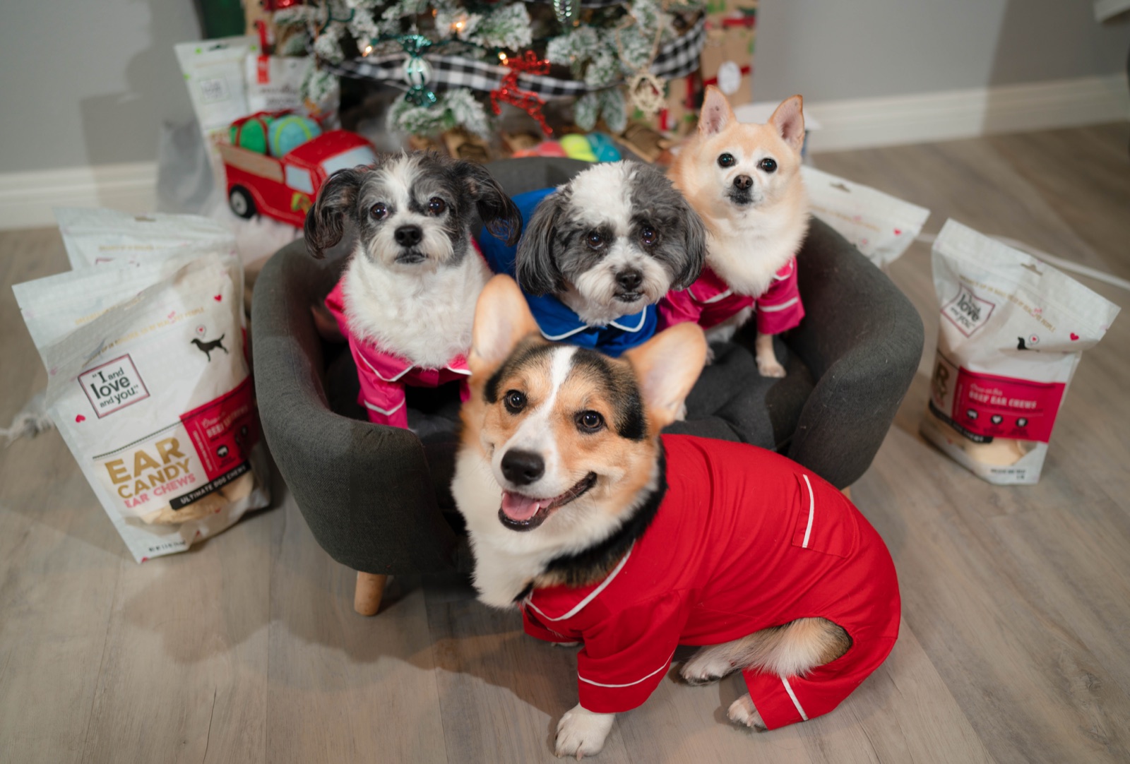 Four dogs in holiday pajamas posing by a Christmas tree
