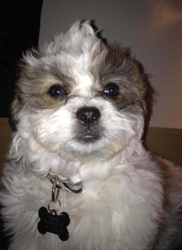 Gray and white Shih Tzu wearing a bone-shaped name tag