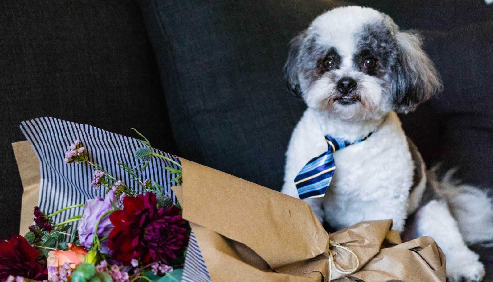 Shih Tzu in a striped tie beside a wrapped flower bouquet, San Diego