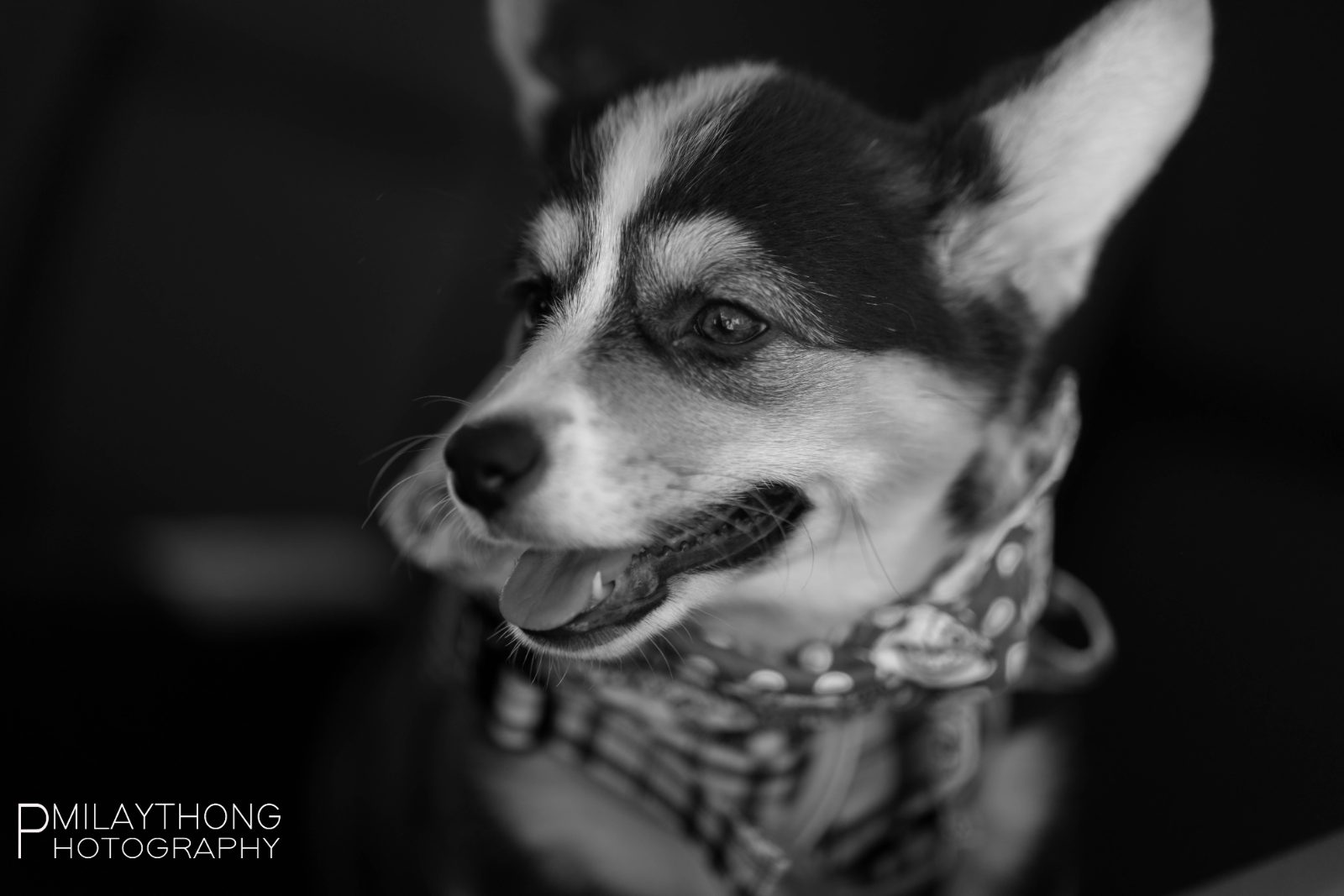 Corgi black and white portrait closeup