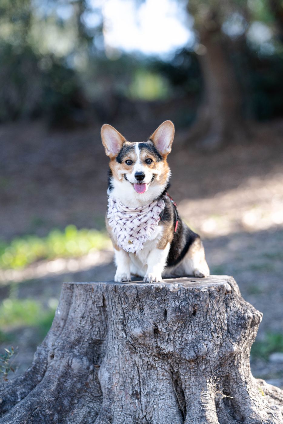 Corgi sitting on a tree stump