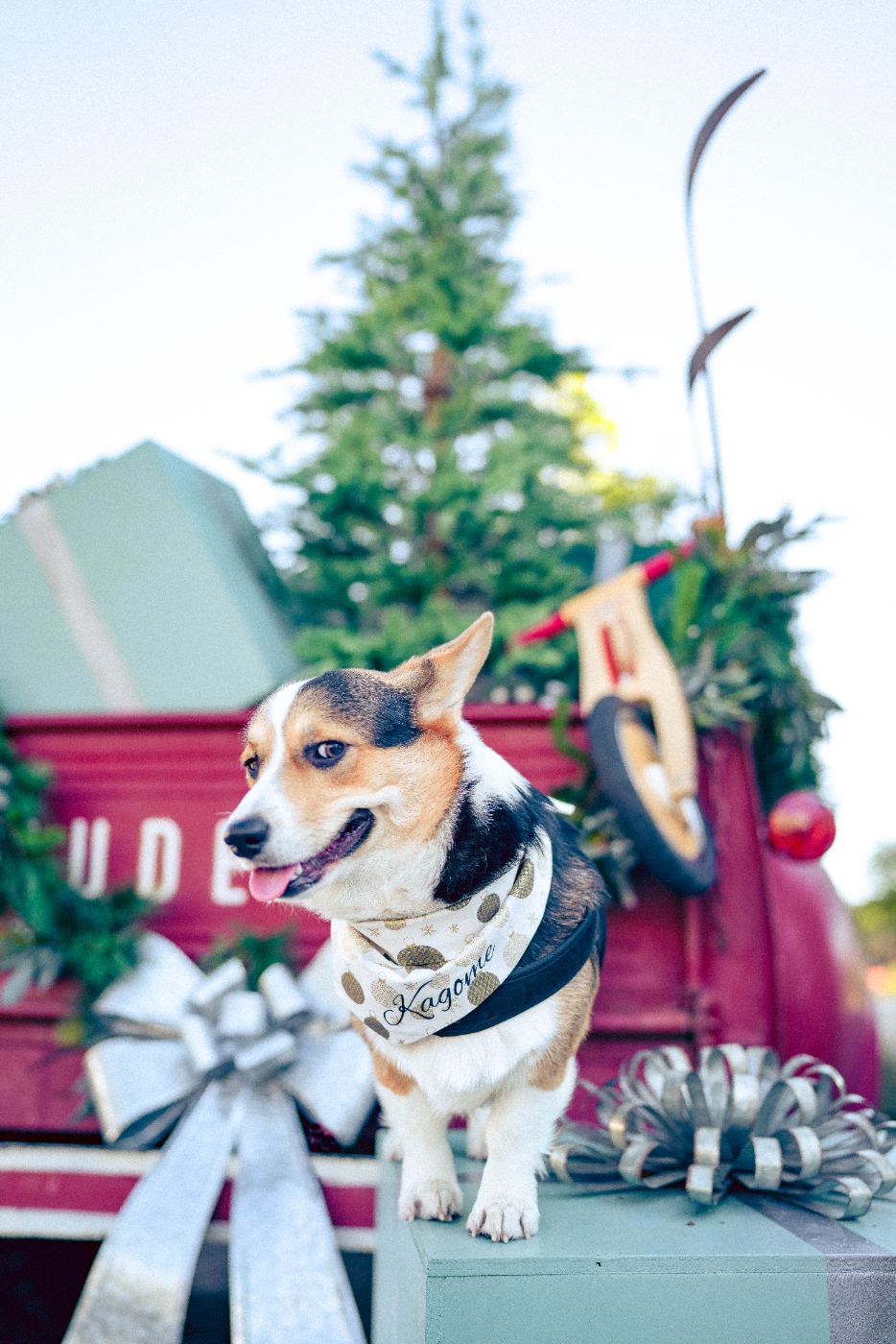 Corgi with Christmas truck and holiday decor
