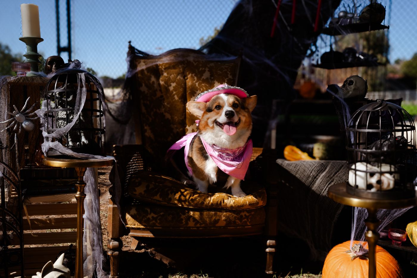 Corgi in Halloween costume on an antique chair