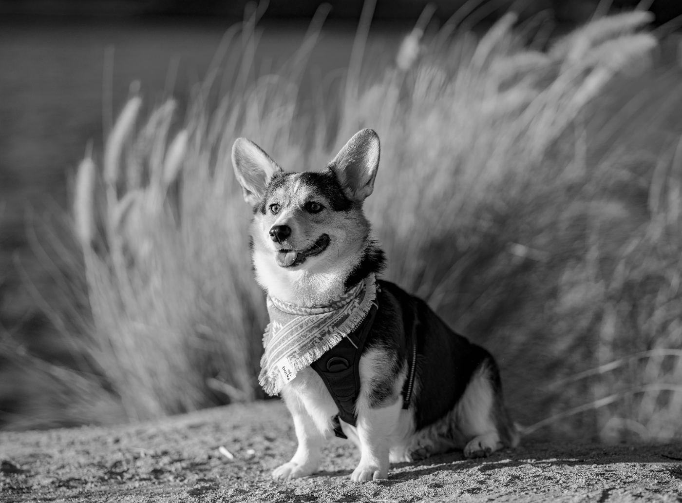 Corgi black and white portrait in tall grass