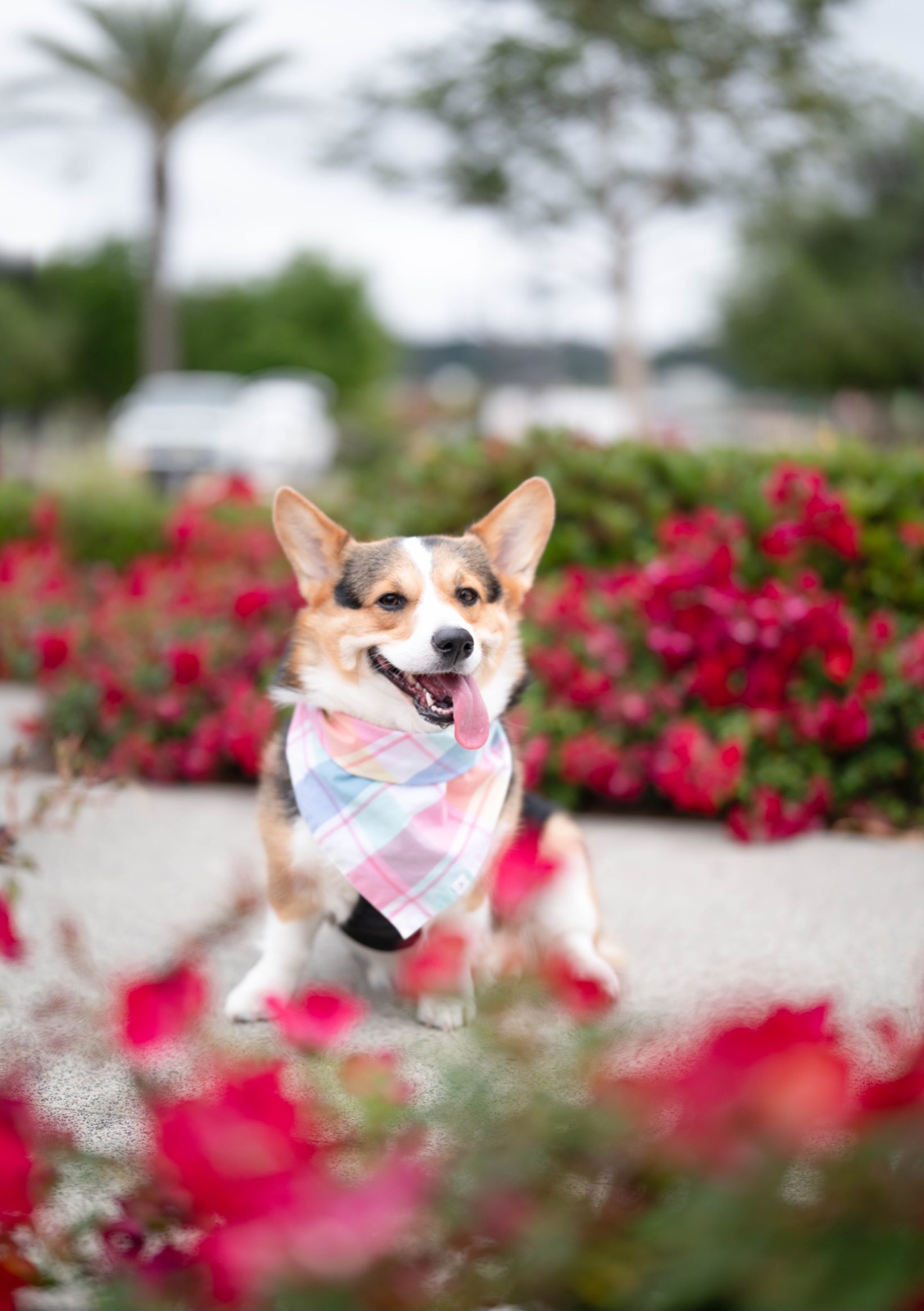Tricolor Corgi in a pastel plaid bandana among red roses