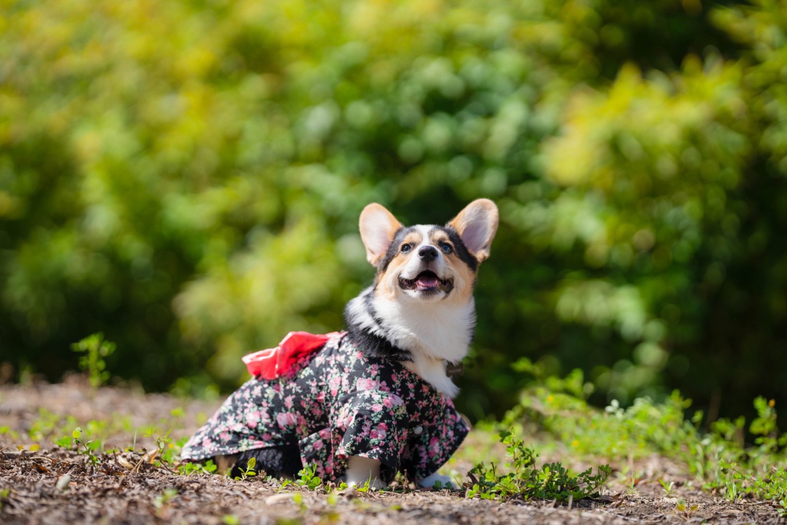 Tricolor Corgi in a black floral dress with a red bow, sitting in greenery