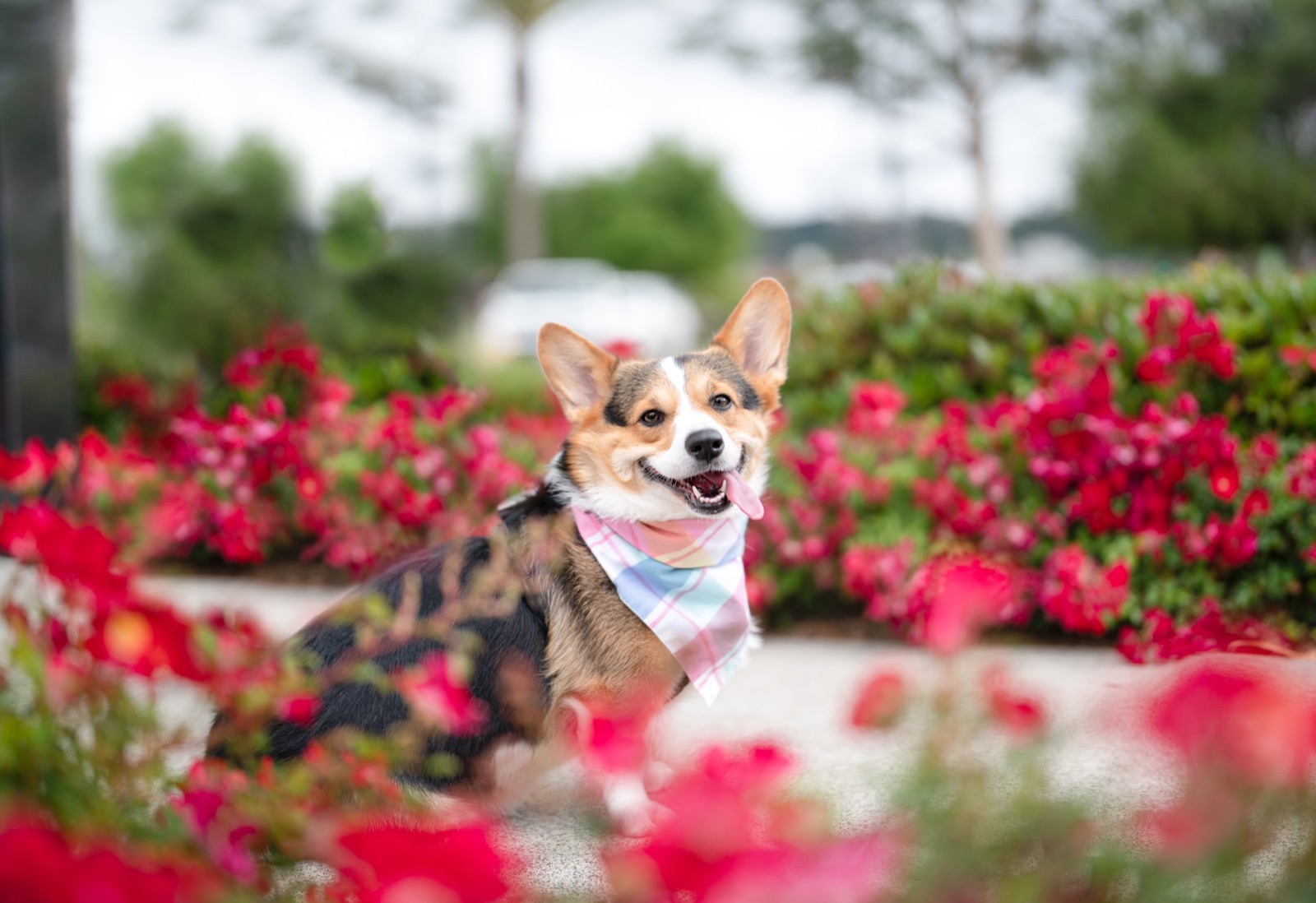 Tricolor Corgi in a pastel plaid bandana sitting among red roses