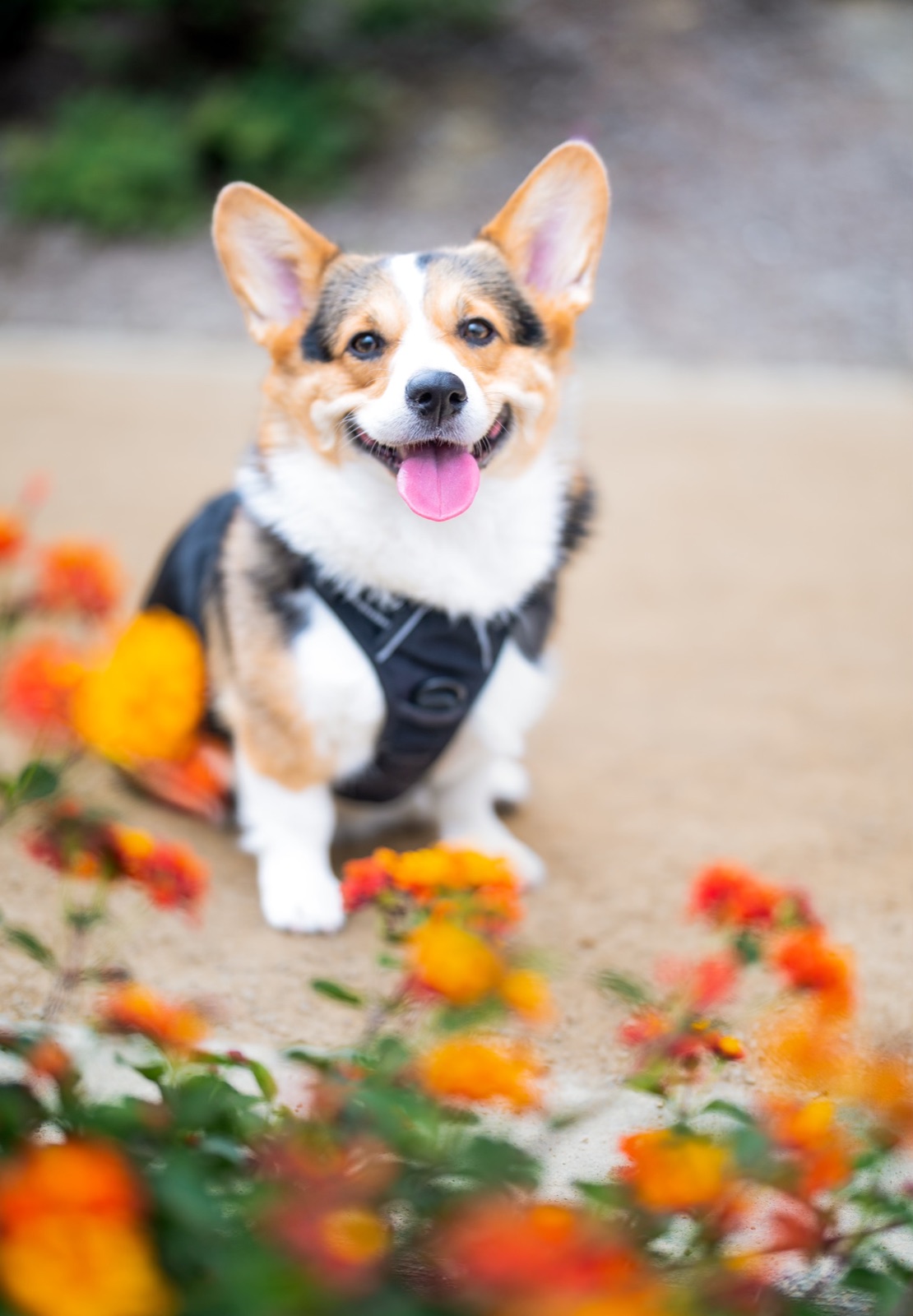 Tricolor Corgi in a black harness among orange marigolds