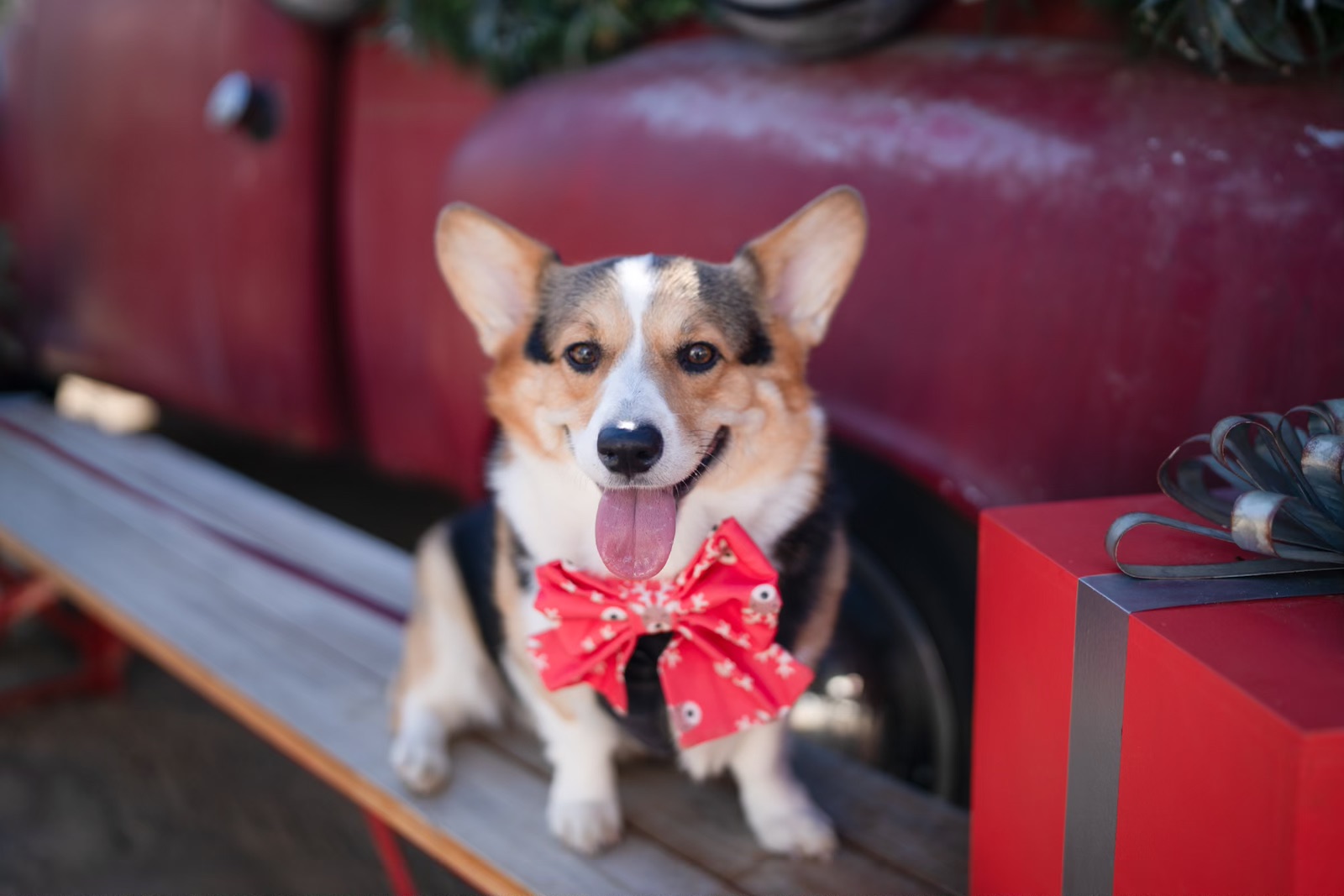 Tricolor Corgi with a red snowflake bow tie beside a vintage red truck