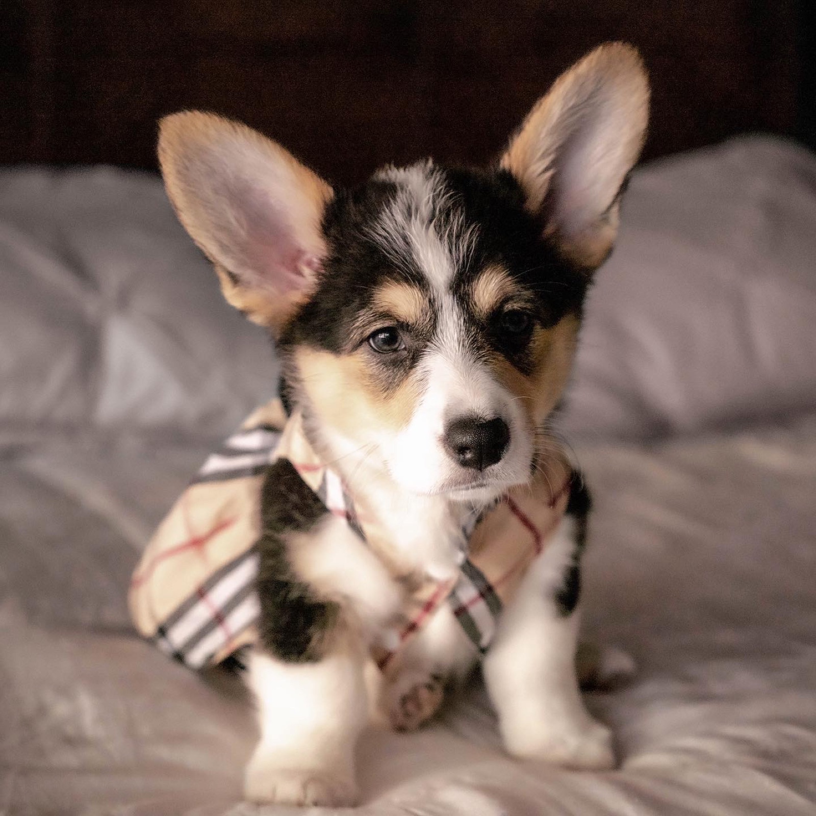 Tricolor Corgi puppy in a plaid shirt sitting on a bed