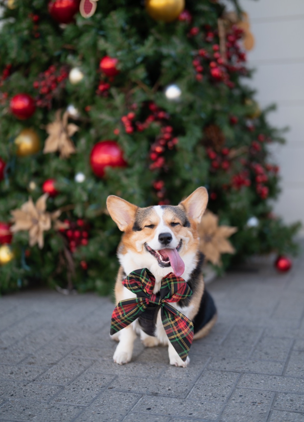 Tricolor Corgi in a tartan bow beside a decorated Christmas tree