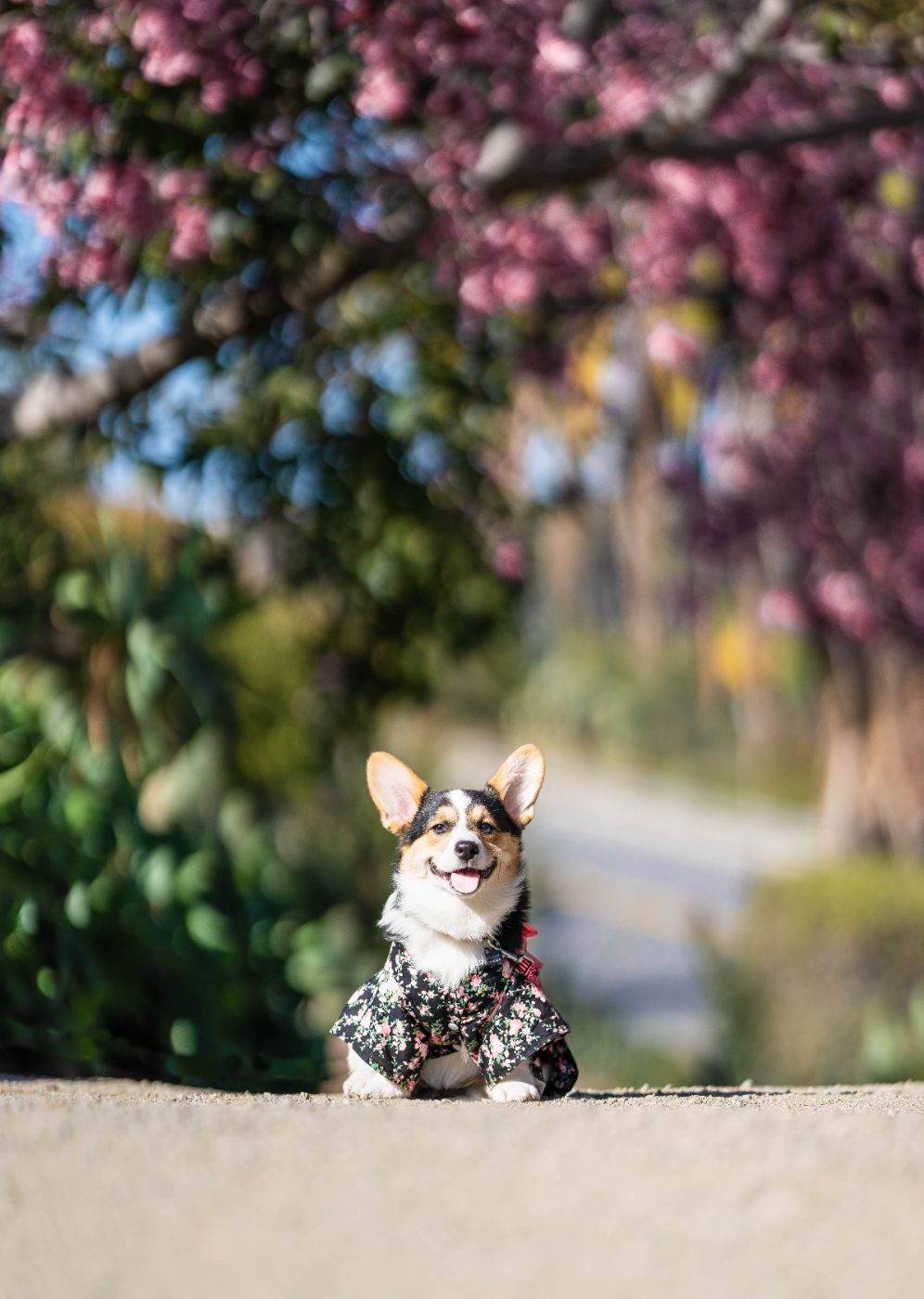 Corgi in floral shirt under cherry blossoms